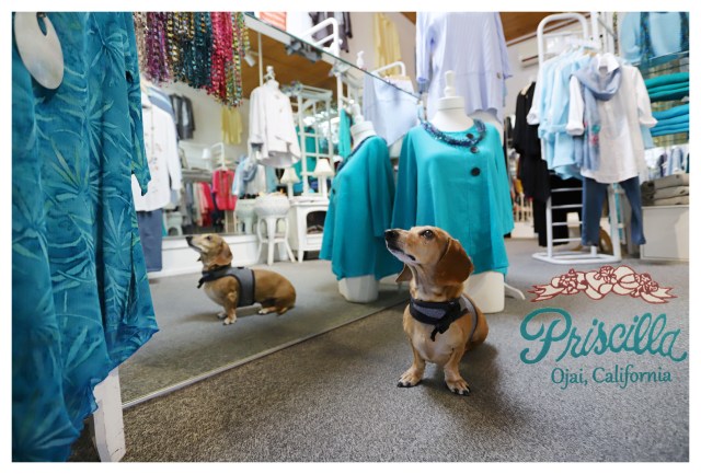 Milo © Johnny Ortez-Tibbels | www.Rufusontheweb.com