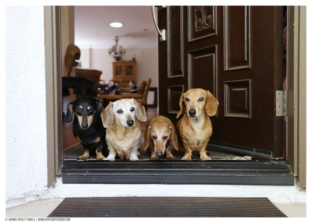 © Johnny Ortez-Tibbels | www.Rufusontheweb.com