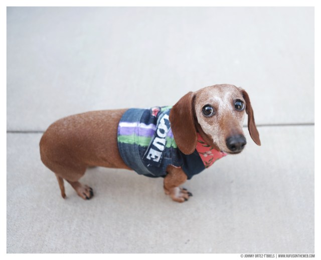 Little Lovely Lily Blossom